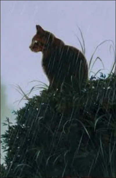 Elle se fait tuer par un membre de la For&ecirc;t Sombre.Qui est ce chat ?