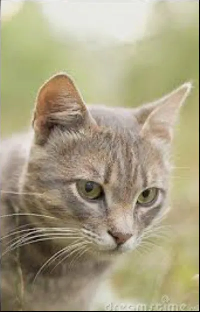 Son compagnon est afflig&eacute; par sa mort. Lorsqu�il rejoint lui aussi le Clan des &Eacute;toiles, tous ses chatons sont pr&eacute;sents, sauf un. Qui est-ce ?