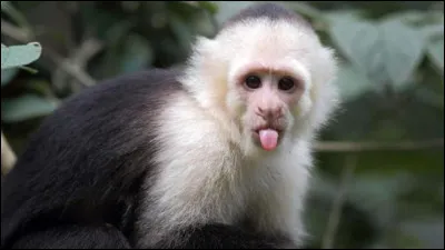 Combien de pattes possède un singe