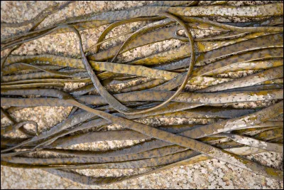 Les algues ont des noms, savez-vous quel est le nom de cette algue ?