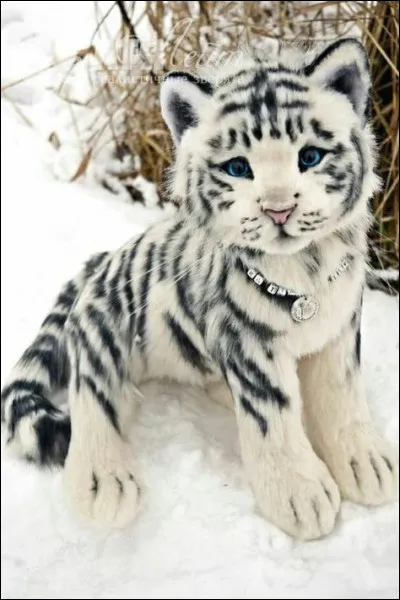 Dans quel pays y avait-il une faction politique du nom de Chapeau ?