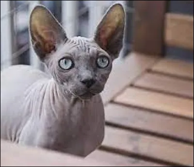 Laquelle de ces races de chats est d&eacute;pourvue de poils ?