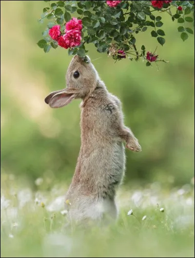 Lequel de ces noms est un cabaret parisien ?