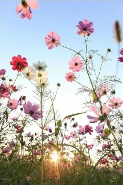 Que dirige le maire ?