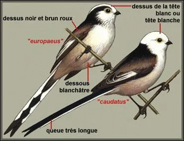 Comment s'appelle t-il ?