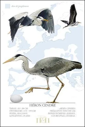 Comment a-t-il t dcouvert ?