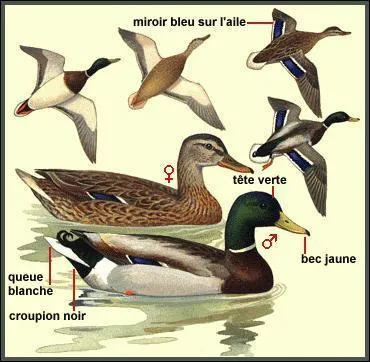 Quel ge a notre petit Justin Bieber ?