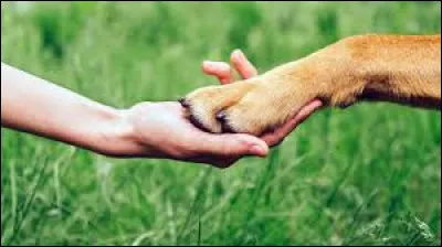 Quel animal préfères-tu ?