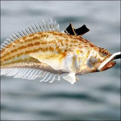 Sous quel nom sont plus commun&eacute;ment connus les poissons de la famille des trachinid&eacute;s, reconnaissables &agrave; leur &eacute;pine dorsale venimeuse ?