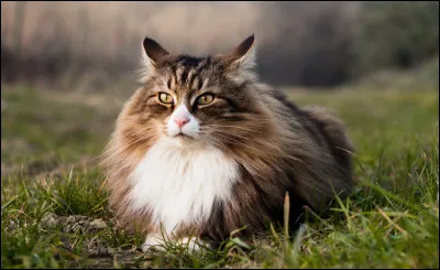 Quel est ton animal préféré ?