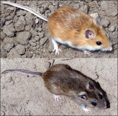 Comment apparaît une nouvelle espèce ?