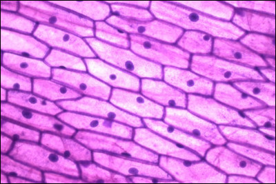 De quoi est constituée une cellule ?