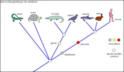 Dans cet arbre phylogénétique, quel animal se rapproche le plus du pigeon ?