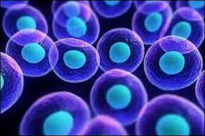 Où se trouve l'information génétique ?