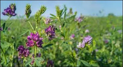 Quel gaz la luzerne ajoute-t-elle dans le sol ?