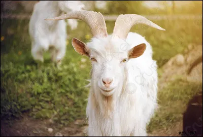 Au Rwanda, selon une ancienne croyance, manger de la viande de chèvre ferait...