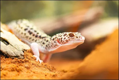 Au Sri Lanka, selon la tradition du pays, le gecko est associé...