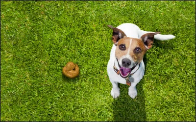 En France, marcher sur une crotte de chien avec le pied gauche est signe de...
