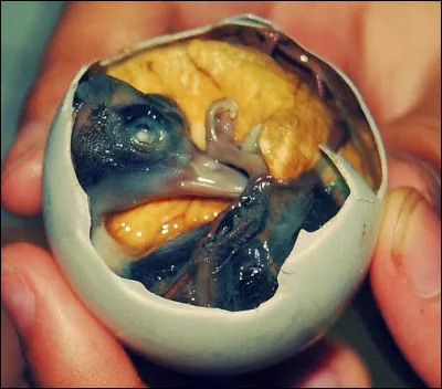 Le balut est un aliment originaire...