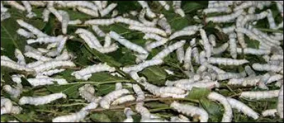 Le ragoût de vers à soie est une recette coréenne, il est manger avec...