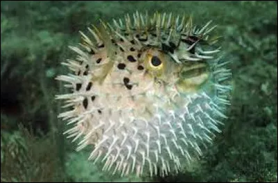 Le fugu est un poisson mangé principalement au Japon mais il est...