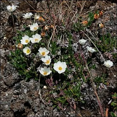 L'ombre du corbeau, de 1988, est un film...