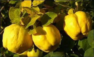 Sur quel arbre les coings poussent-ils ?
