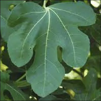 À quel arbre cette feuille appartient-elle ?