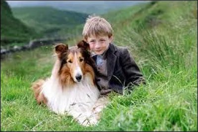 Quelle est la race du chien "Lassie" ?