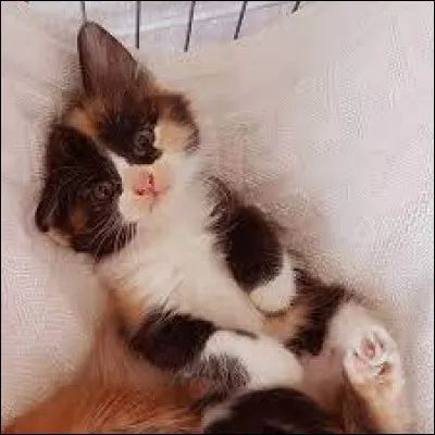 Par quelle lettre ton prénom commence-t-il ?