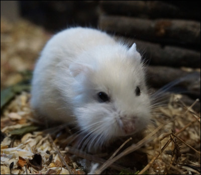 La maman hamster peut être agressive avec les bébés en âge de quitter le nid. À quel âge est il donc recommandé de les séparer de la mère ?