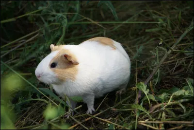Quelle est la base de l'alimentation du cochon d'Inde ?