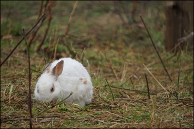 On pense souvent que le lapin est un rongeur, mais c'est faux. De quel ordre fait-il donc partie ?