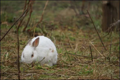 On pense souvent que le lapin est un rongeur, mais c'est faux. De quel ordre fait-il donc partie ?