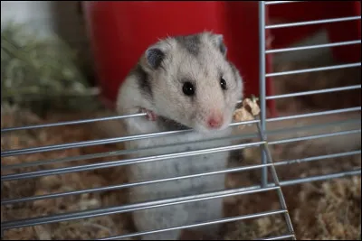 Parmi les affirmations suivantes concernant le hamster, laquelle est fausse ?