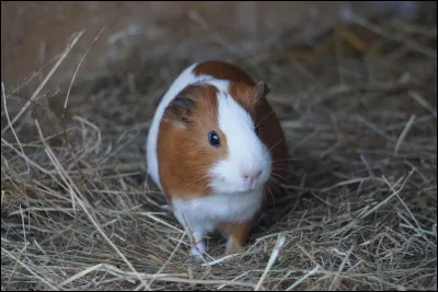 Le cochon d'Inde a besoin d'un apport régulier d'une vitamine, mais laquelle ?