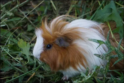 Contrairement à ce que l'on pourrait penser, le cochon d'Inde ne vient pas d'Inde ! Mais d'où alors ?