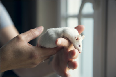 En 2018, les souris étaient les animaux les plus utilisés en laboratoire. Mais combien environ ont servi à des études cette année-là ?