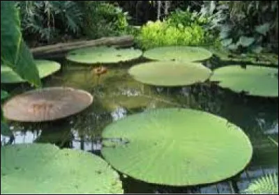 Dans un étang, il y a un nénuphar. Toutes les nuits, le nombre de nénuphars double. Le premier jour, il y en a 1, le deuxième jour, il y en a 2, le troisième jour, il y en a 4. Au bout de 30 nuits, létang est recouvert de nénuphars. Au bout de combien de jours létang est-il à moitié recouvert de nénuphars ?