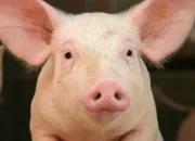 Quiz Connais-tu bien les cochons ?