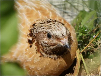 Pour finir, voici Gem. Il fait partie de quelle esp&egrave;ce ?