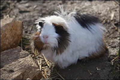 On continue avec Mozza. Savez-vous de quel animal il s'agit ?