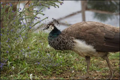 Nous vous pr&eacute;sentons Ath&eacute;na. C'est la femelle de quel animal ?