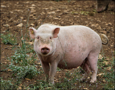 Voici Phybie. C'est un cochon, mais de quelle race ?