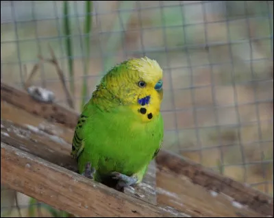 Ensuite, place &agrave; Zouzou. &Agrave; quelle esp&egrave;ce appartient-il ?