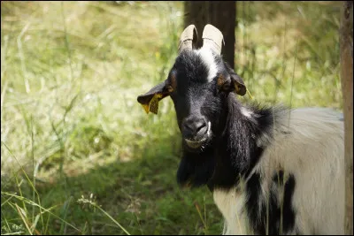 On continue avec Tofu. C'est...