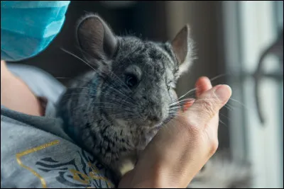 Voici Padm&eacute; ! De quelle esp&egrave;ce fait-elle partie ?