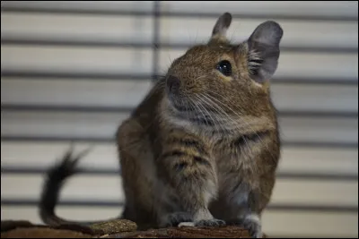 &Agrave; quelle esp&egrave;ce m&eacute;connue appartient Camillo ?