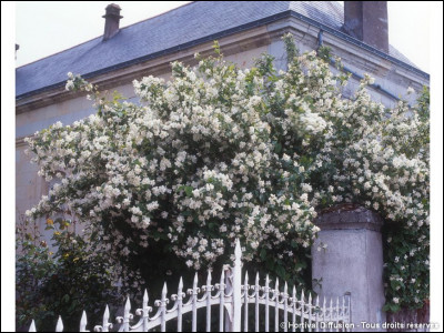 Botanique : Quel arbuste à fleurs blanches très odorantes est aussi appelé jasmin des poètes ?
