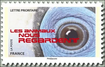 Quel oeil vous regarde ?